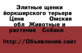 Элитные щенки йоркширского терьера. › Цена ­ 15 000 - Омская обл. Животные и растения » Собаки   